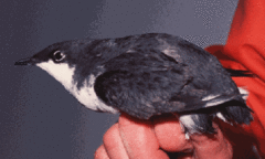 Xantus's Murrelet